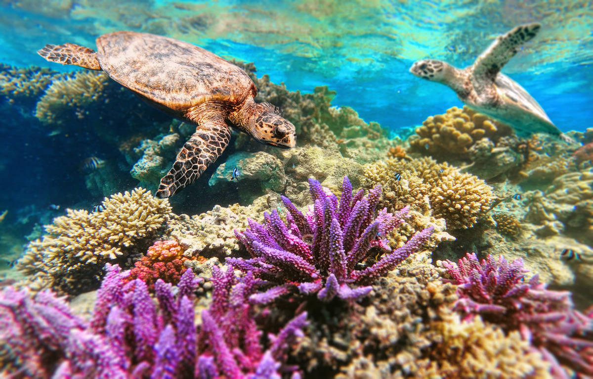 Green Sea Turtles Swimming over Coral Reefs